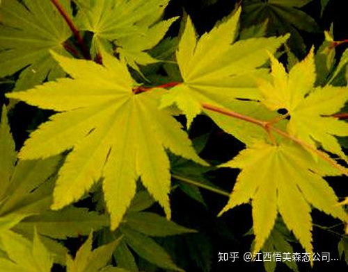 絢麗多彩的日本紅楓之美 橙之夢紅楓 流泉紅楓