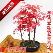 日本紅楓盆栽