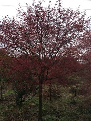 [日本紅楓批發]日本紅楓價格460元/棵 10棵