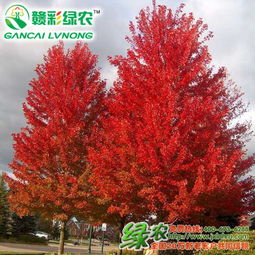 紅楓樹苗是什么樣