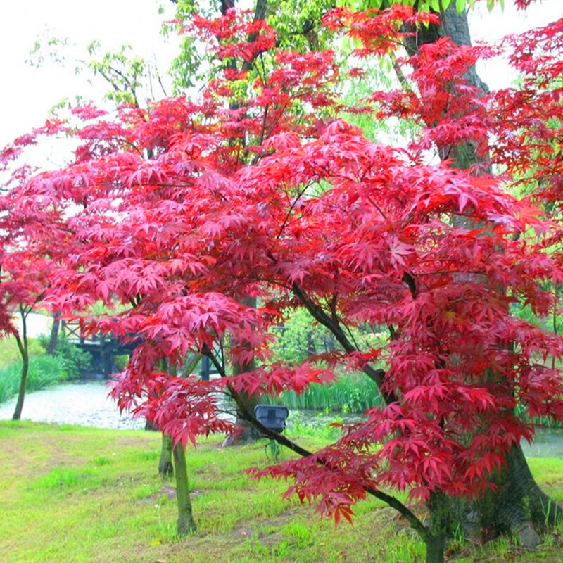 芷蕾紅楓樹苗四季中國紅庭院日本紅楓原生紅舞姬盆栽.