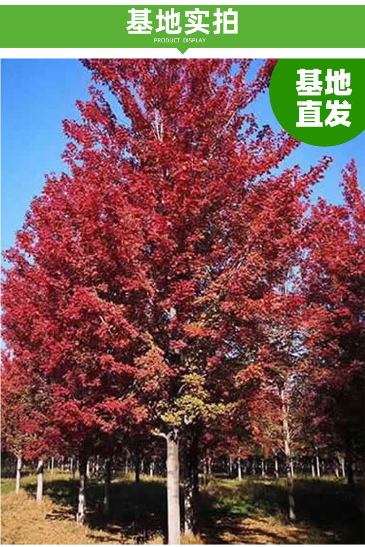 庭院紅楓樹苗紅舞姬盆栽日本美國風景樹苗三季紅紅楓小苗