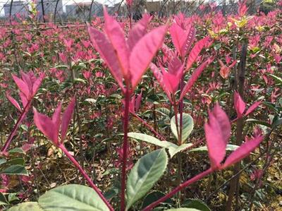 紅楓,美國(guó)紅楓,日本紅楓-五色彩桂:獲中國(guó)西部園林花木博覽會(huì)金獎(jiǎng)-美國(guó)紅楓十月光輝|夕陽(yáng)紅|紅冠|秋火焰|日本紅楓獅子頭、三河八房、紅三河批發(fā)【華石紅楓 tel:4006168511】-www.shmmw.com