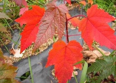 日本紅楓和中國(guó)紅楓的區(qū)別