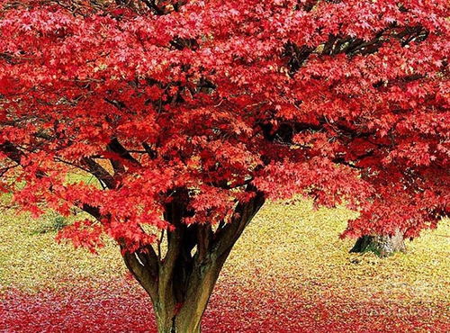 日本紅楓栽培技術(shù)簡(jiǎn)介