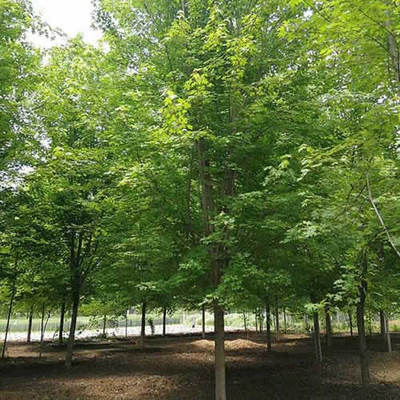 金鼎苗木-9公分日本紅楓報價-日本紅楓價格