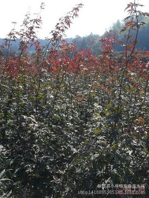 【日本紅楓小苗浙江日本紅楓苗木低價批發(fā)處理價格實惠】新昌縣小將鎮(zhèn)宏鼎苗木場 - 產品庫
