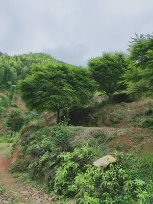 [日本紅楓批發(fā)]日本紅楓價格4000元/棵 1棵