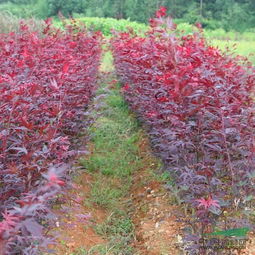 企業(yè)動態(tài) 江西三農花木園林