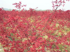 山東日本紅楓價格 日照紅櫻苗木基地 農業(yè) 綠化苗木 藍冰柏 北美楓香 日照紅櫻苗木基地 藍冰柏,北美楓香,美國藍杉,山東藍冰柏,北美紅櫟