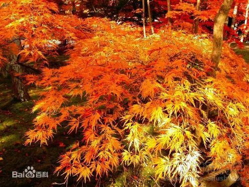 花之聲 紅楓
