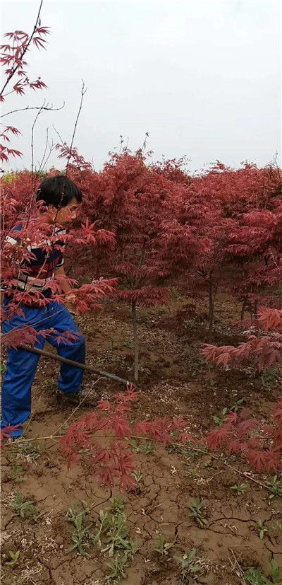 頭條 陜西日本紅楓 南北方常用苗木 裕森苗圃