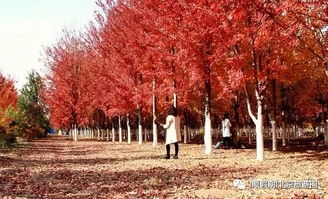 10月23日 順假期 帶您小湯山美國紅楓林海棠林 特色農家中餐一日游128元 群友尊享118元