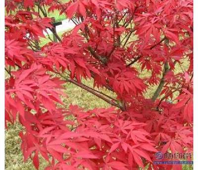 【日本紅楓苗批發園林綠化苗木紅楓嫁接苗紅楓小苗觀葉類移植】沭陽縣潼陽鎮花蘇橋花卉園藝場 - 產品庫