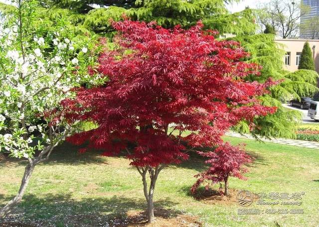 華彩三農你分享:日本紅楓、美國紅楓與中國紅楓的區別!