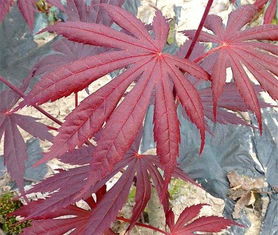 你有沒有這么近距離的賞紅楓,原來紅楓大樹也是很可愛的