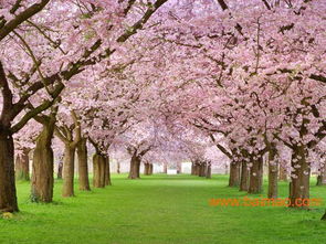 日本進口櫻花 日本進口櫻花供應商 日本進口櫻花批發,日本進口櫻花 日本進口櫻花供應商 日本進口櫻花批發生產廠家,日本進口櫻花 日本進口櫻花供應商 日本進口櫻花批發價格