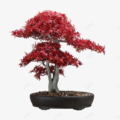 中式日式仿真紅色楓樹雞爪楓日式餐廳日式料理壽司店茶 元素 免摳png 設(shè)計圖片 免費下載 頁面網(wǎng)頁 平面電商 創(chuàng)意素材 楓樹素材