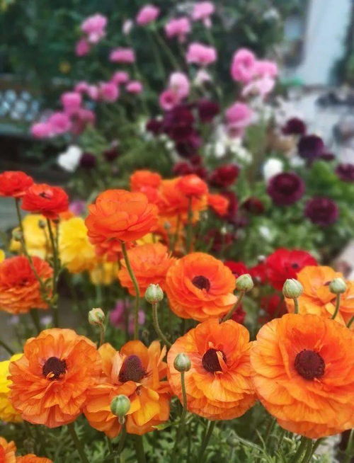 施姐的空中花園