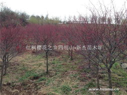 日本紅楓 紅楓櫻花之鄉四明山唐田 新杰苗木場