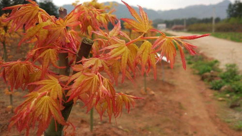 日本紅楓 主要品種 日本紅楓橙之夢 三季紅 紅舞姬