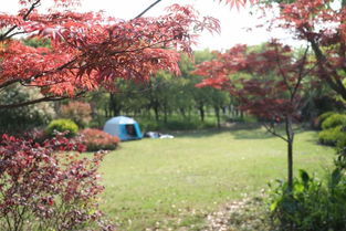 上海楓樹最多的公園是哪個 上海紅楓節后天就將在這座公園開幕