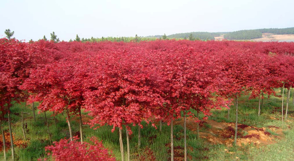 日本紅楓--主要品種(橙之夢、三季紅、紅舞姬)