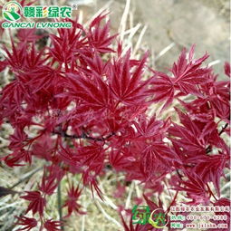 日本紅楓紅舞姬和火焰楓有什么區別 哪個顏色更紅