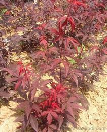 日本紅楓供應信息-日本紅楓批發、日本紅楓價格、找日本紅楓產品上