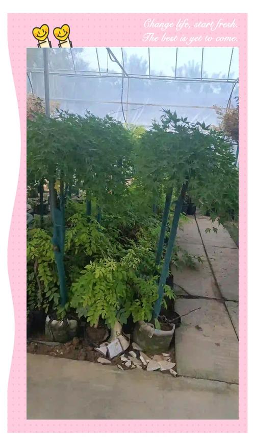 日本紅楓:秋季的色彩盛宴