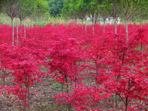 地徑4公分5公分8公分日本紅楓小苗 日本紅楓價(jià)格