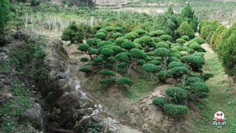 福州驚現(xiàn)秋天的童話 日本紅楓 漫山杜鵑...快來(lái)