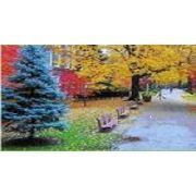 宣城苗木農(nóng)村合作社