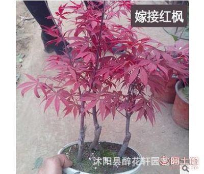 【醉花軒盆栽黃金楓日本紅楓盆景樹(shù)樁紅楓盆栽紅楓苗成型盆景苗】沭陽(yáng)縣醉花軒園藝場(chǎng) - 產(chǎn)品庫(kù)