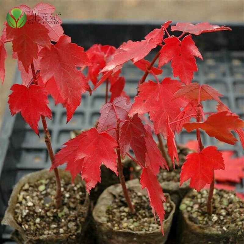 日本紅楓苗 美國(guó)紅楓苗 紅楓樹(shù)苗 紅楓盆栽日本紅楓嫁盆景黃金紅楓苗 黃金楓苗 紅楓苗 品種 美國(guó)紅楓苗 3年苗
