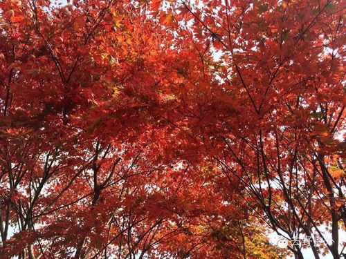 11月19日奉化棲霞坑古道,滿山秋色,午飯農(nóng)家