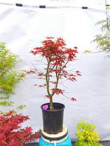 日本紅楓出猩猩 獨特品種的魅力與養護指南