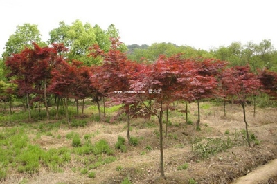 雞爪槭、紅楓與日本紅楓 三者的區別詳解