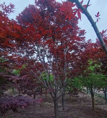園林綠化新貴 日本紅楓與中國紅、美國紅楓的精品化培育之路