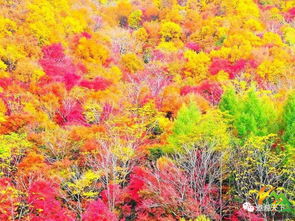 紅楓童話·邊境漫游 沈陽故宮至丹東中朝邊境六日秋色之旅