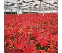 庭院點睛之筆 美國四季紅楓與日本紅楓精品推薦