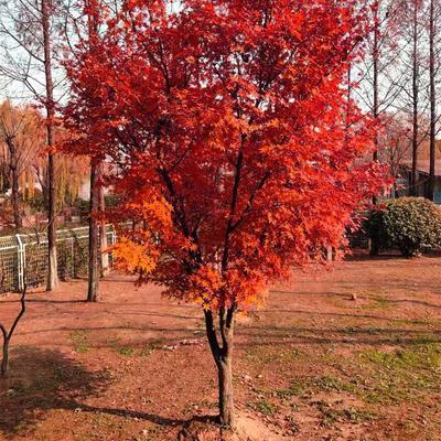 探尋中國紅楓之鄉 山東臨沂郯城縣的日本紅楓紅舞姬批發